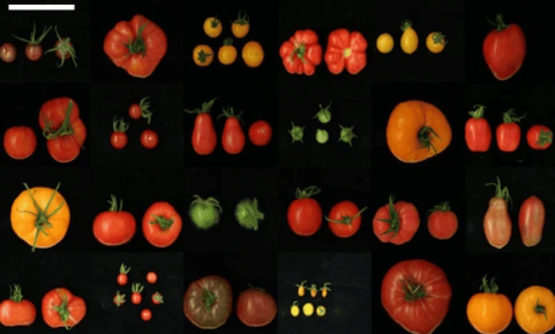 png tomato muta Credit: Raana Roohanitaziani et. al. via CC-BY-4.0