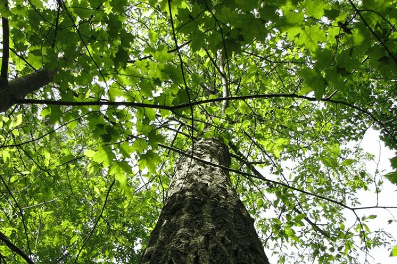 Credit: American Chestnut Foundation