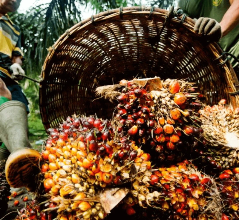 Screenshot 2024-09-05 at 1.02.04 PM Harvesting palm oil Credit: James Morgan, WWF-International