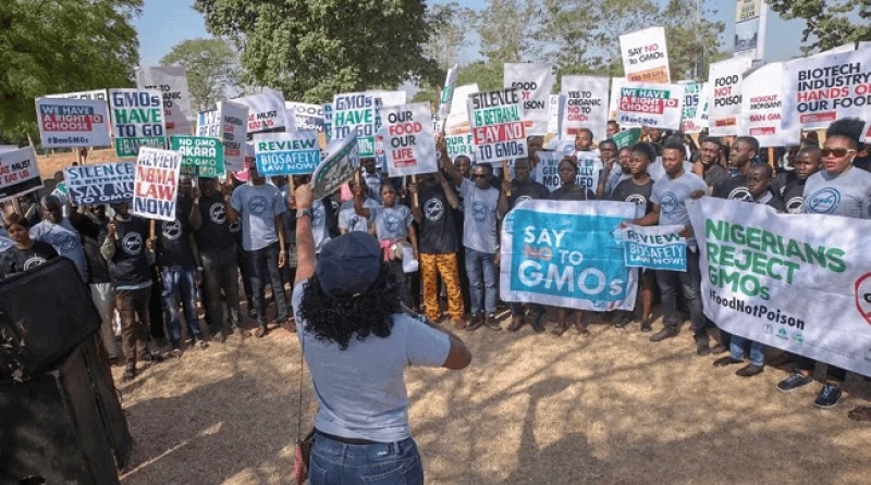 gmo gmo
