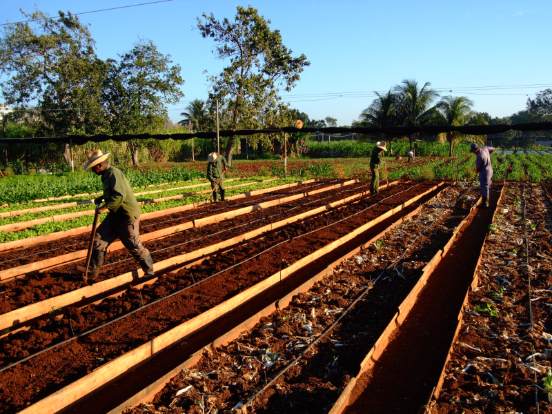 ajm vivero alamar ajm vivero alamar