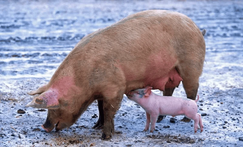 png pig cc raw Credit: RawPixel via CC0-1.0