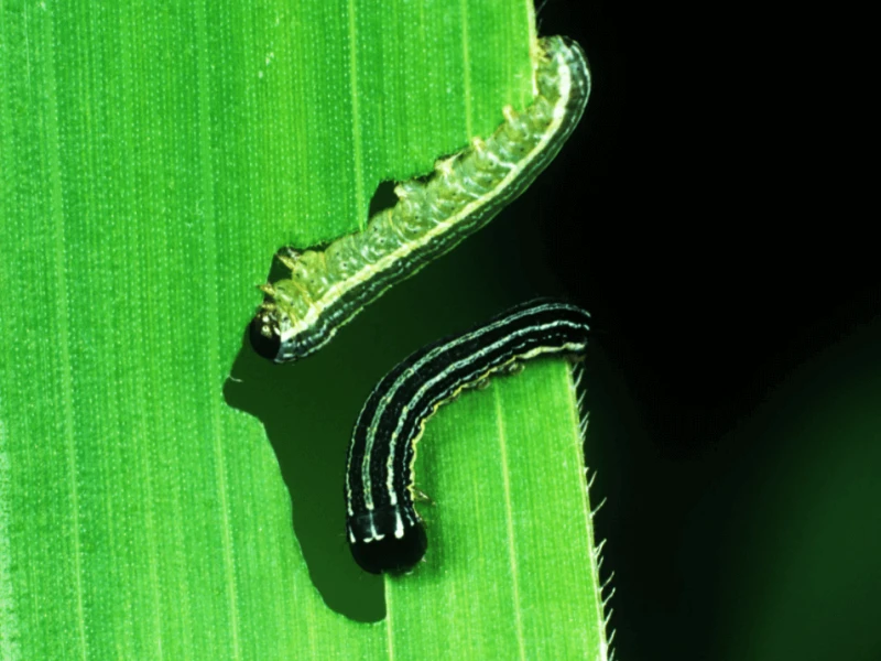 Credit: Nigel Cattlin/Alamy