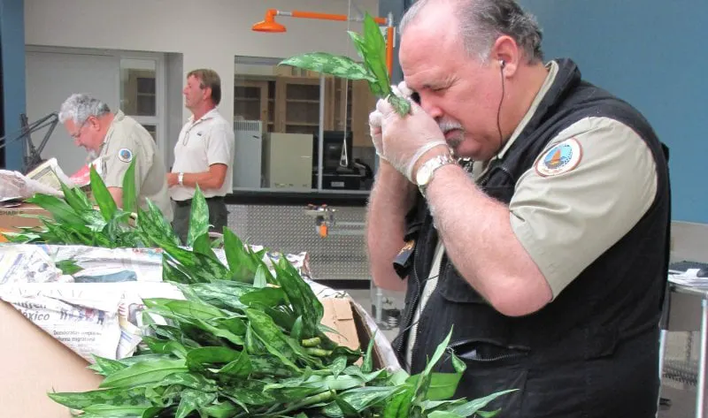Plant inspection. Credit: USDA