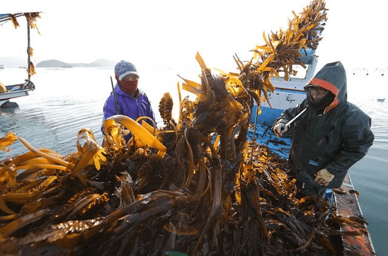 png kelp farm j p Potentially the most lethal outcome of even a small-scale nuclear war is the impact it would have on agriculture. Credit: 정동완 via CC-BY-SA-4.0