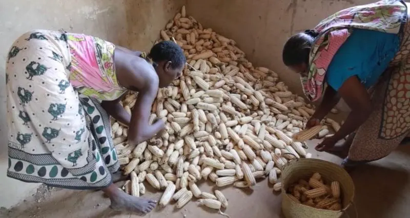 The maize harvest on Zaido Komob’s Kenya farm. Credit: Verenardo Meeme