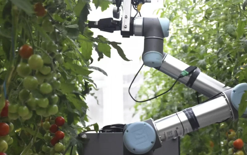 Robotic breeder GEAIR working in a greenhouse. Credit: IGDB
