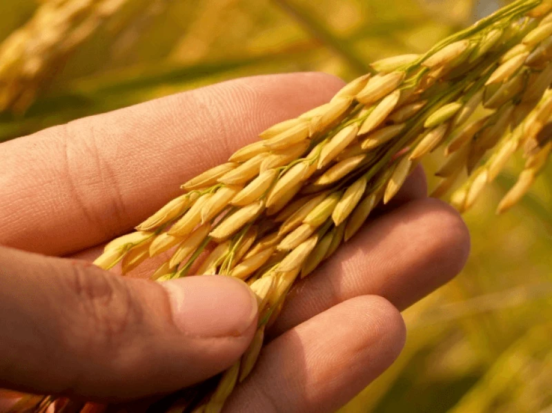 mature harvest golden rice swx