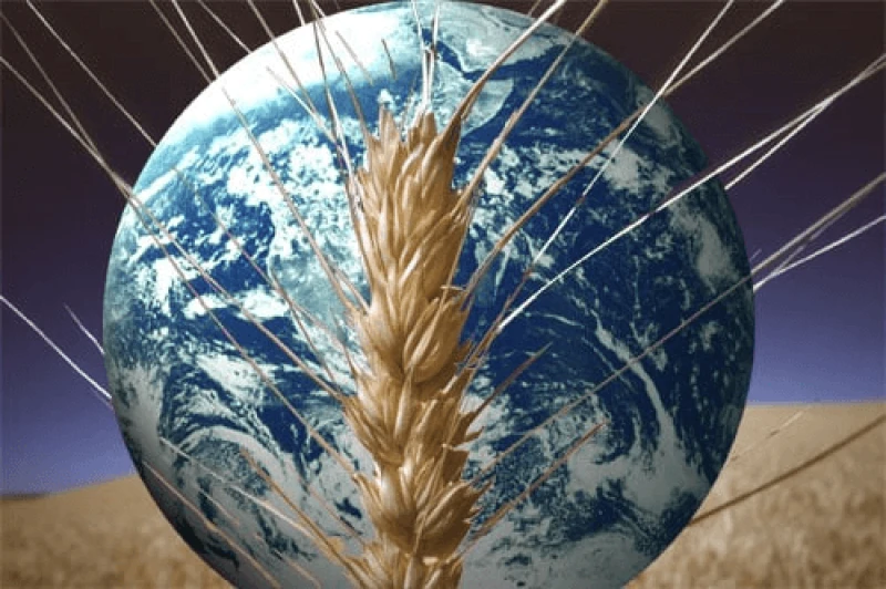 morocco center of the strategy for the global food security