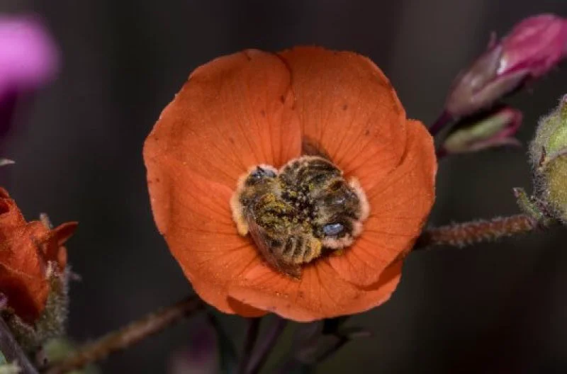 Bees resting in flower. Credit: Joe Neely
