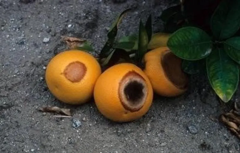 Orange specimens suffering from heat stress known as 'sunscald'. Credit: Gerald Holmes, Strawberry Center, Cal Poly San Luis Obispo, Bugwood.org