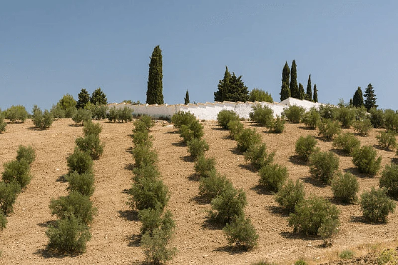 Almond farm in Andalusia, Spain. Credit: Jebulon via CC0-1.0