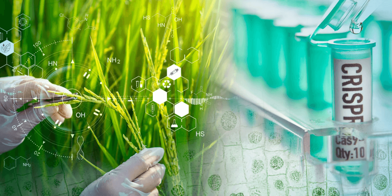 crispr technology in the agricultural industry pa crispr technology in the agricultural industry pa