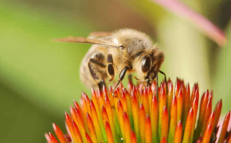 png bee flowerr mix Credit: Stockvault and Pixabay via CC0-1.0