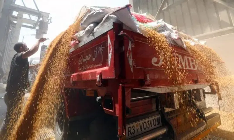 Wheat harvesting in Egypt. The world’s largest importer of grain has been forced by the war in Ukraine to rely on local harvests. Credit: Khaled Elfiqi via EPA