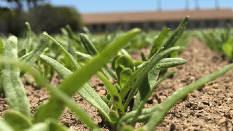 Credit: UC Davis Plant Sciences