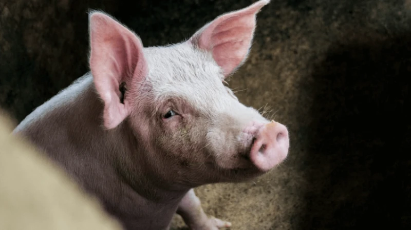 100,000 Americans are waiting for transplants. Could pig-grown organs close this gap?