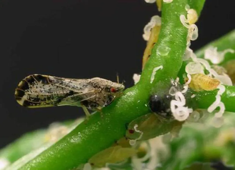 The Asian Citrus Psyllid (ACP) pest - a grey adult, yellow nymphs and a waxy residue they leave behind. Credit: M. Rogers
