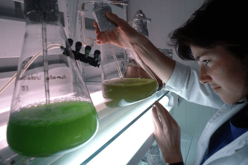 Credit: CSIRO via CC-BY-3.0