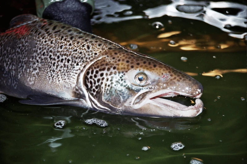 Credit: US Fish and Wildlife Service Public Domain
