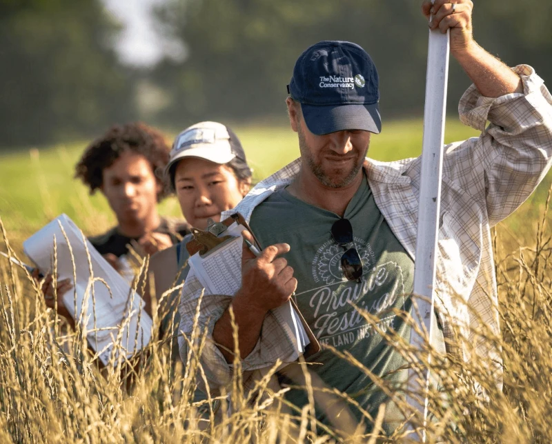kernza harvesting