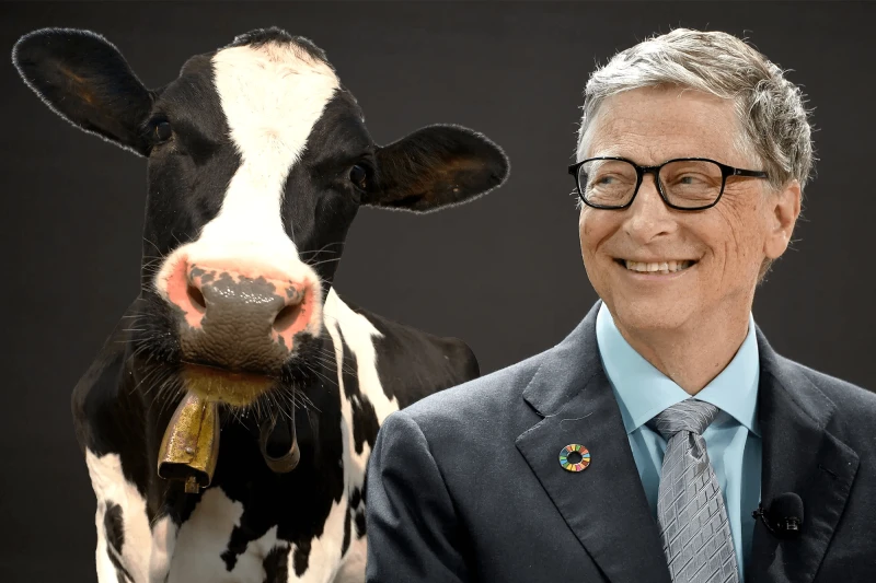 bill gate super cows feature bill gate super cows feature