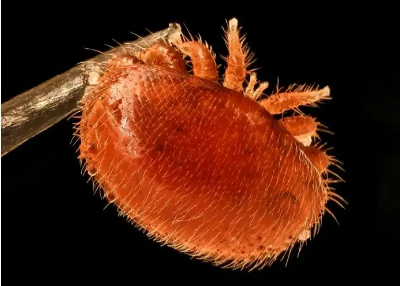 Varroa mite. Credit: USGS Bee Inventory and Monitoring Lab