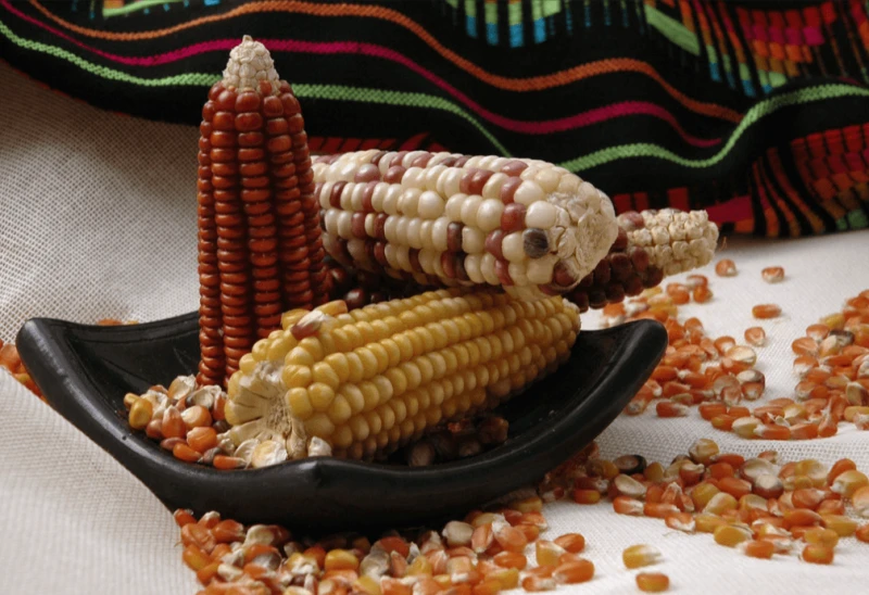 Credit: CIMMYT via CC-BY-NC-SA-2.0