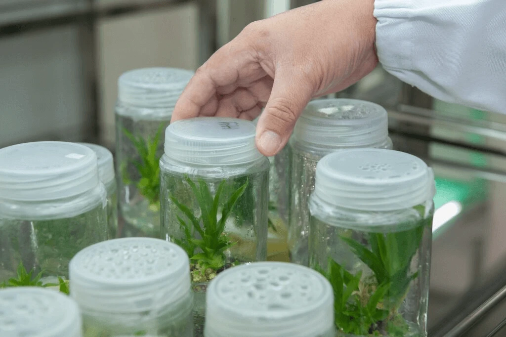 plant tissue culture facility x plant tissue culture facility x