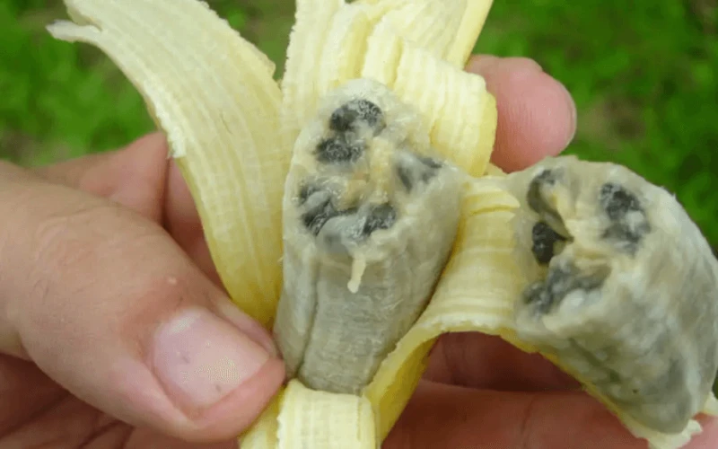 png panama disease org fusarium banana Panama disease (Fusarium wilt) afflicted banana. Credit: Courtesy of panamadisease.org