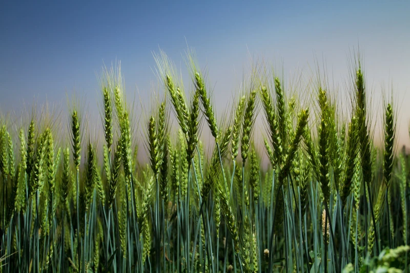 Credit: A. Yaqub/CIMMYT CC BY-NC-SA 2.0