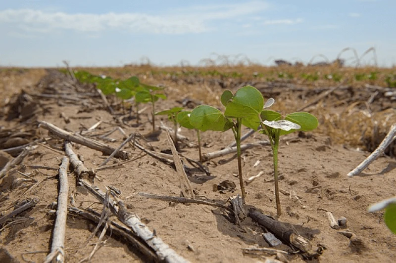 png fallow field sorg cotton Credit: USDA NRCS Texas via CC0-1.0