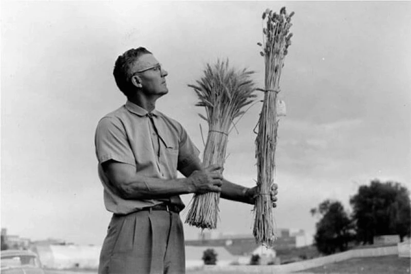 Orville Vogel compares dwarf wheat, which increased yields by 25 percent.