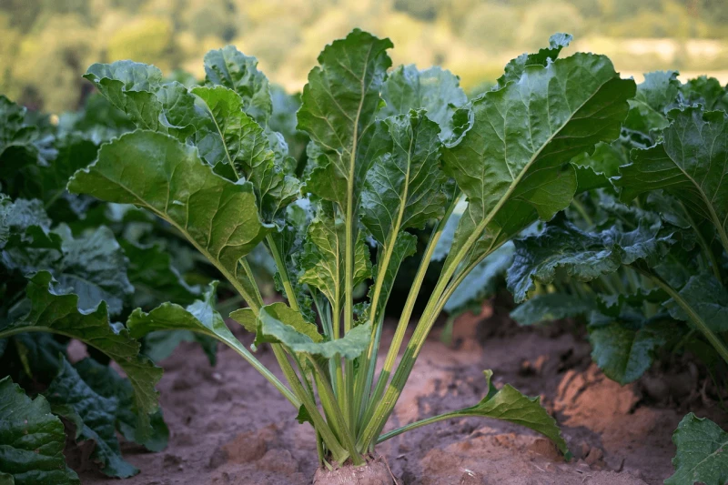 sugar beet