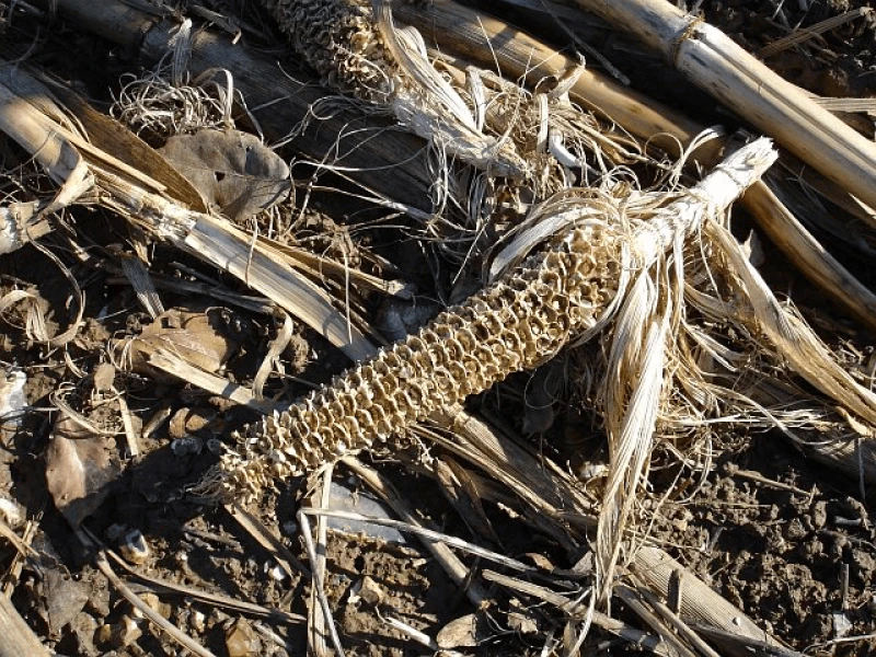 png corn cob empty husked shelled Credit: Penny Mayes via CC-BY-SA-2.0