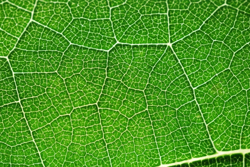 photosynthesis green color holidays