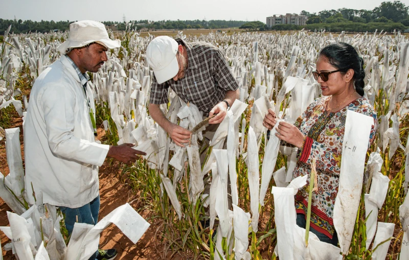 Credit: Michael Major/Global Crop Diversity Trust (CC BY-NC-SA 2.0)