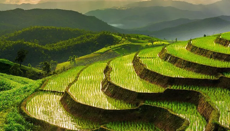 Flooded rice cultivation contributes significantly to GHG emissions. Credit: Shutterstock