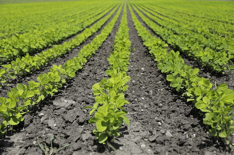 agriculture field food farm preview agriculture field food farm preview