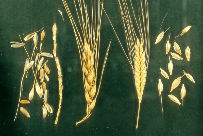 naked and hulled wheat naked and hulled wheat
