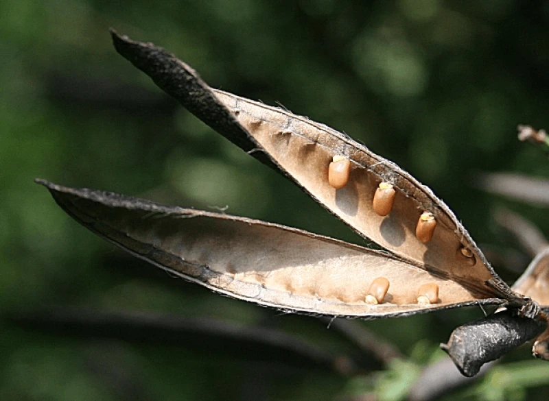 pod seed twist pod seed twist