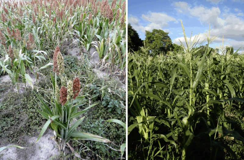 Investment from multinational corporations has doubled the productivity of maize, right, while public investment in sorghum, left, have lagged far behind. Credit: Sciencia58 and Judgefloro via CC0-1.0