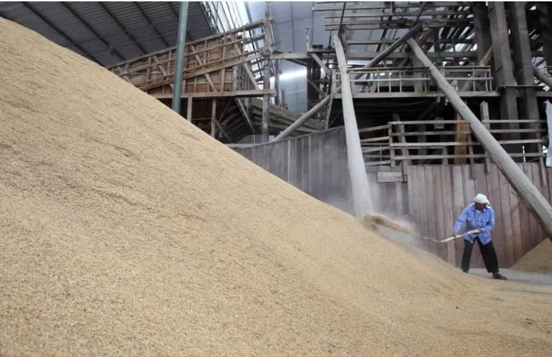 Crops like rice and corn can be made more fruitful with gene editing. Credit: Reuters