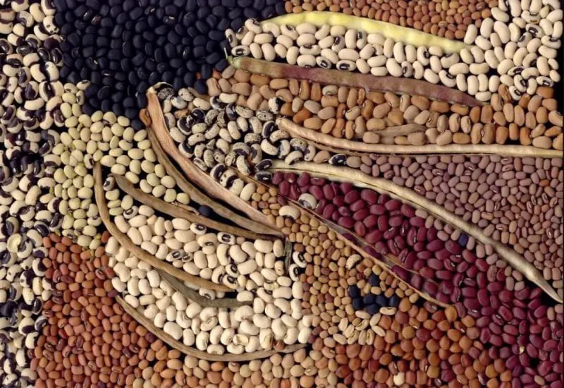 Cowpea varieties. Credit: CSIRO