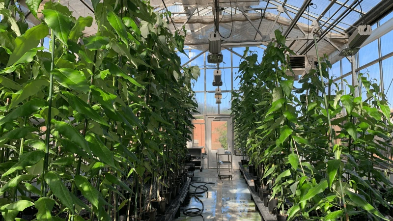 building-a-better-fore CRISPR-modified poplar trees and wild poplar trees grow in an NC State greenhouse. Credit: Chenmin Yang, NC State University
