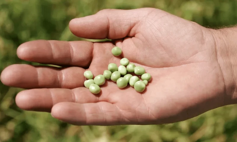 Seed coatings can reduce chemical usage. Credit: RawPixel CC0-1.0