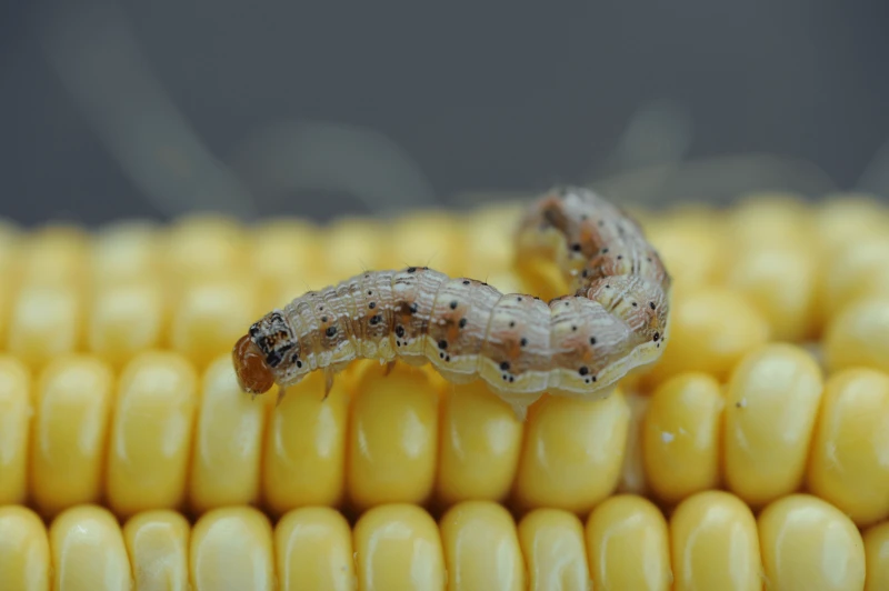 cew on corn sr
