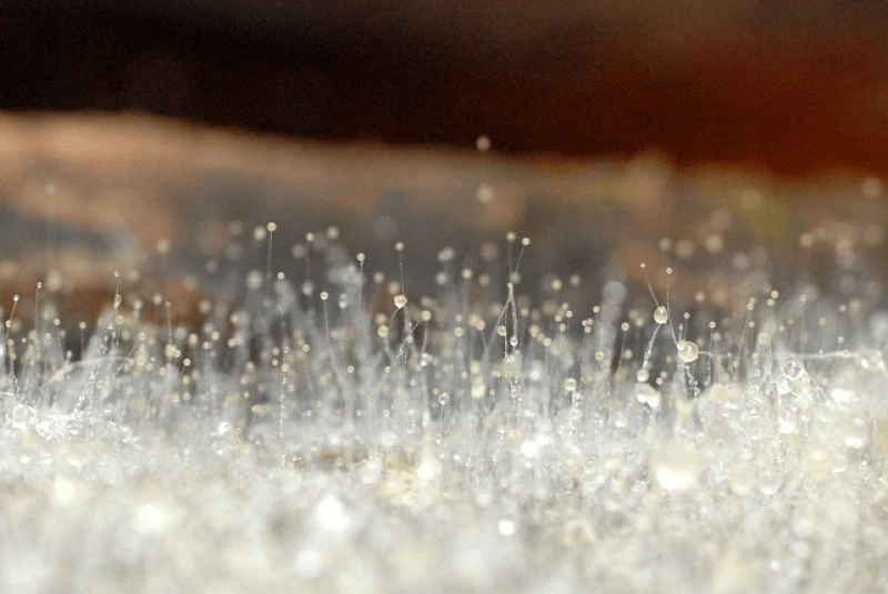 Some molds, like the Mucor mucedo pictured, are problems for farmers, but the researchers using koji mold try to use it to make useful foods. Credit: James Lindsey via CC-BY-SA-3.0