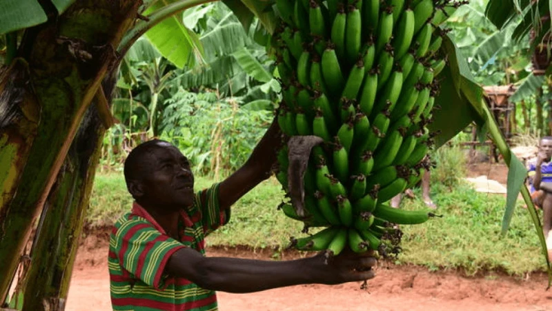 increasing banana production and productivity increasing banana production and productivity