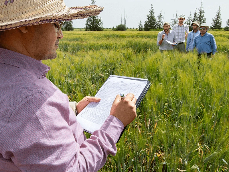 filippo evaluating cwr wheat x filippo evaluating cwr wheat x
